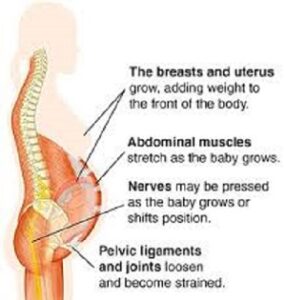 Pregnancy back pain